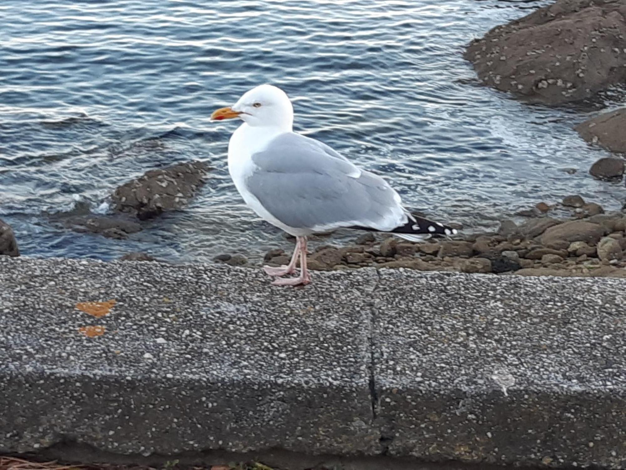 Urban Sunny & Cosy Διαμέρισμα Concarneau Εξωτερικό φωτογραφία